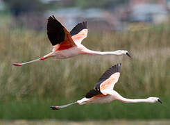 Chilean Flamingo