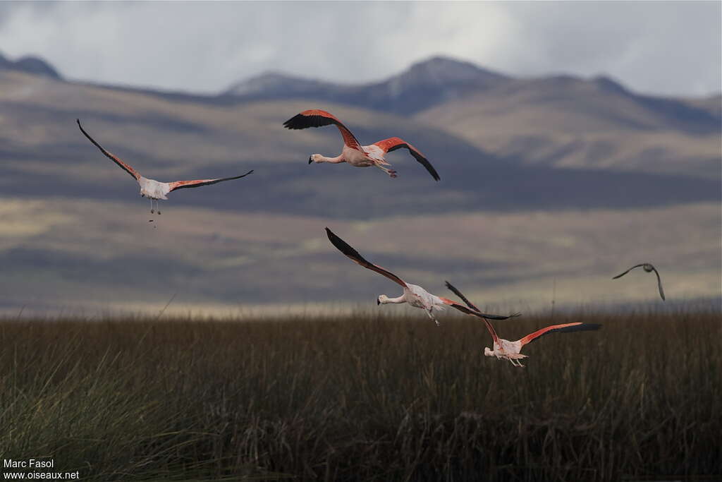 Chilean Flamingoadult, habitat, Flight