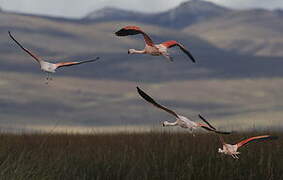 Chilean Flamingo