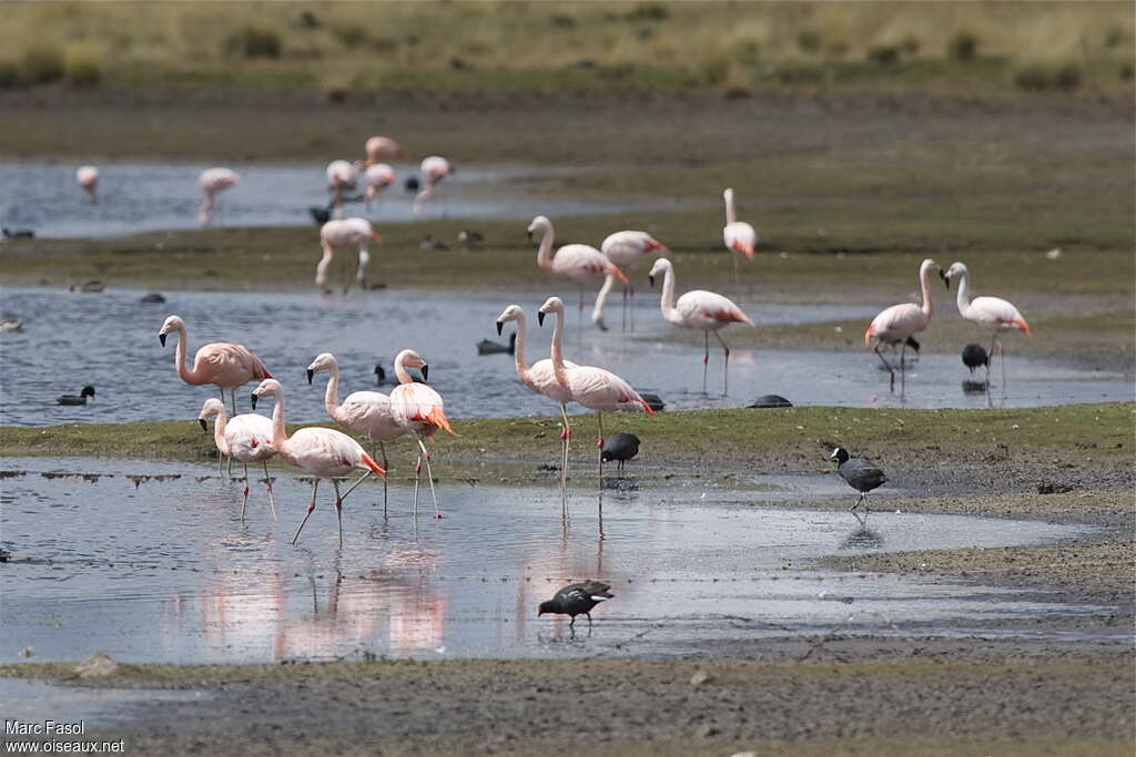 Flamant du Chiliadulte, habitat