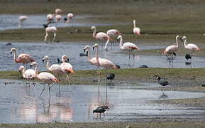 Chilean Flamingo