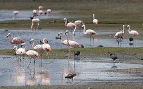 Chilean Flamingo