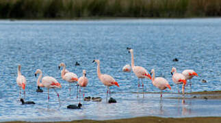 Chilean Flamingo