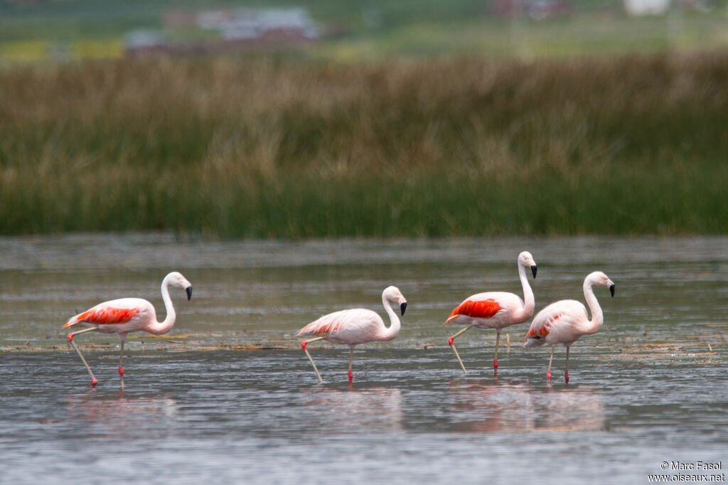 Chilean Flamingoadult