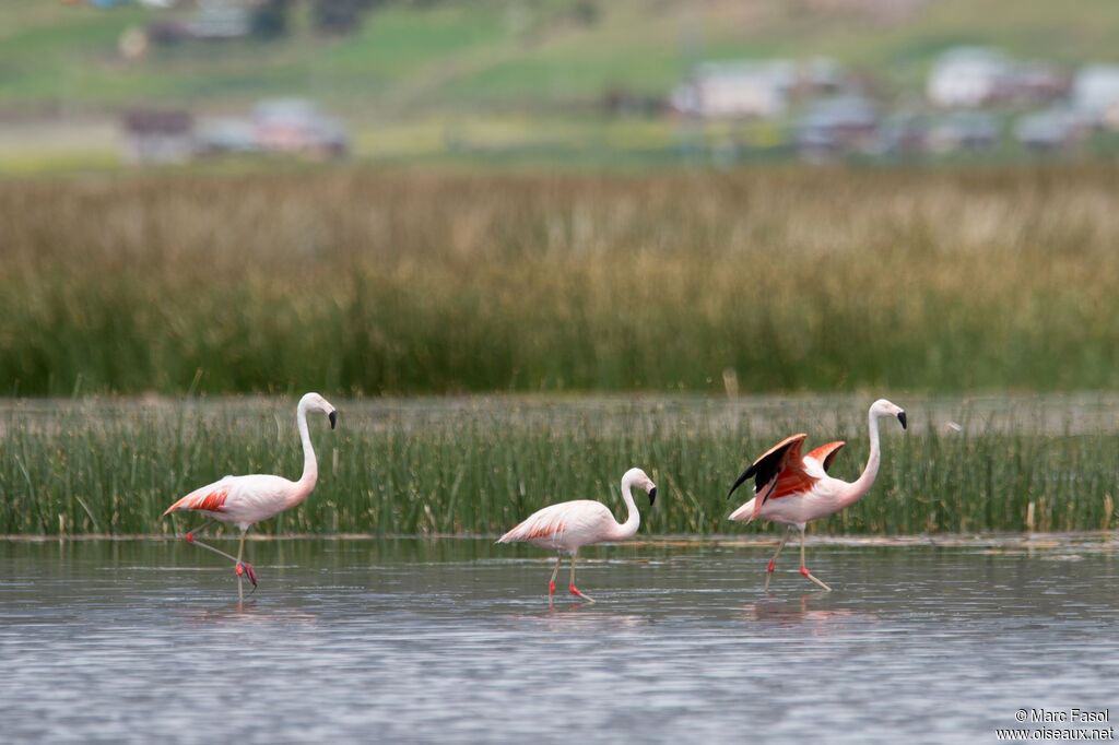 Flamant du Chiliadulte