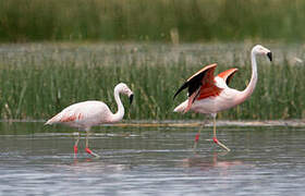 Chilean Flamingo