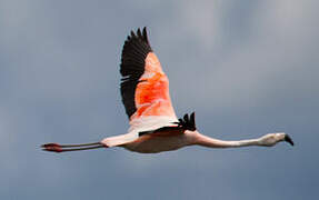 Chilean Flamingo