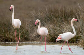 Greater Flamingo