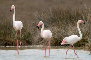 Flamant rose