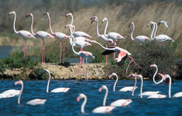 Flamant rose