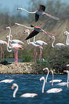 Flamant rose