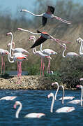 Greater Flamingo