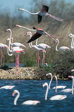 Flamant rose