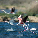 Flamant rose