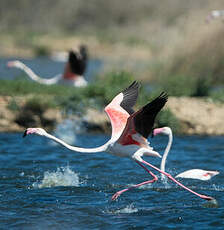 Flamant rose