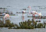 Flamant rose