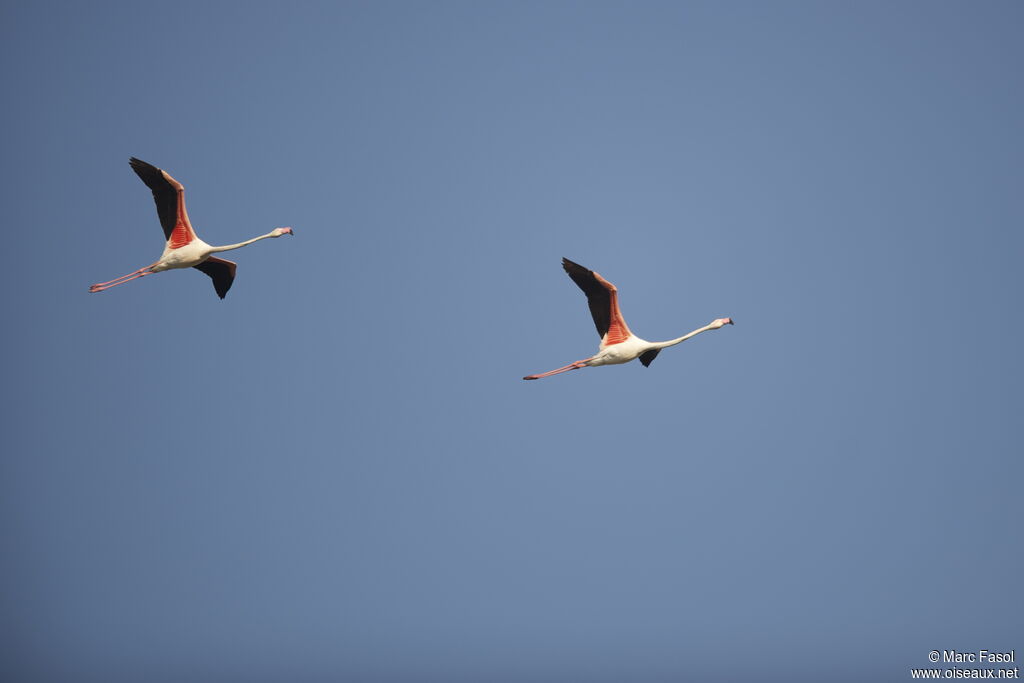 Greater Flamingo adult breeding, Flight