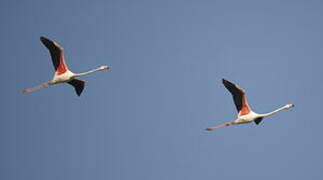 Greater Flamingo