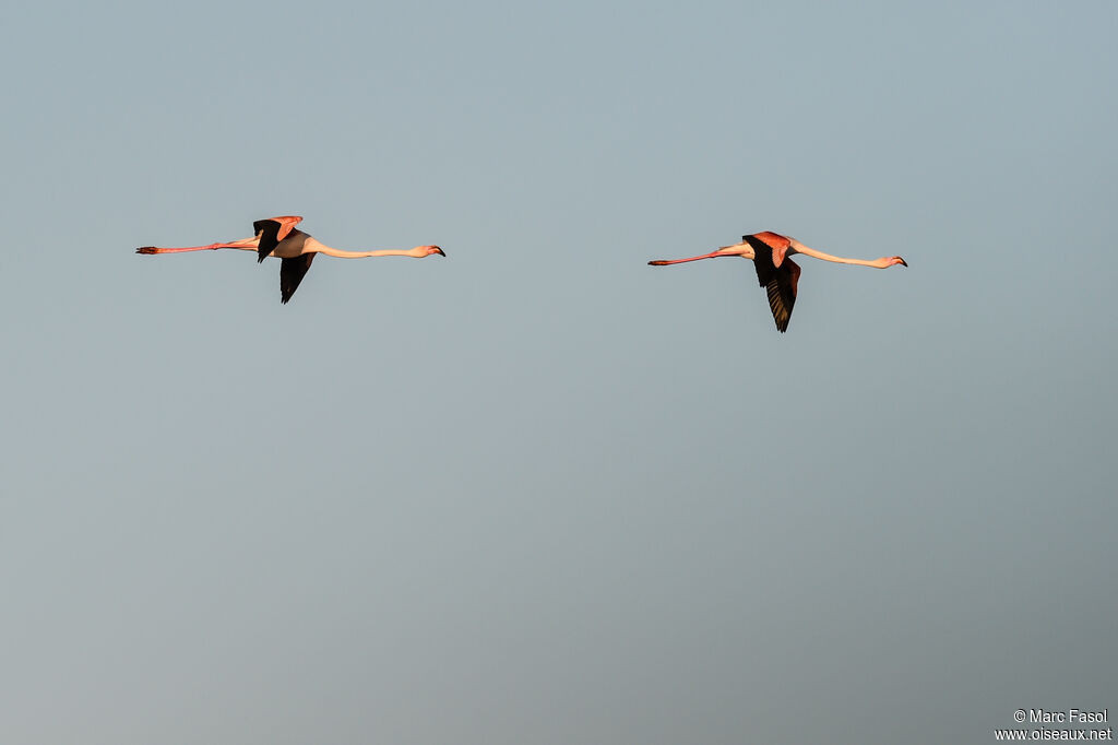 Greater Flamingoadult breeding, Flight