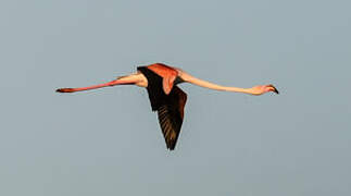 Flamant rose