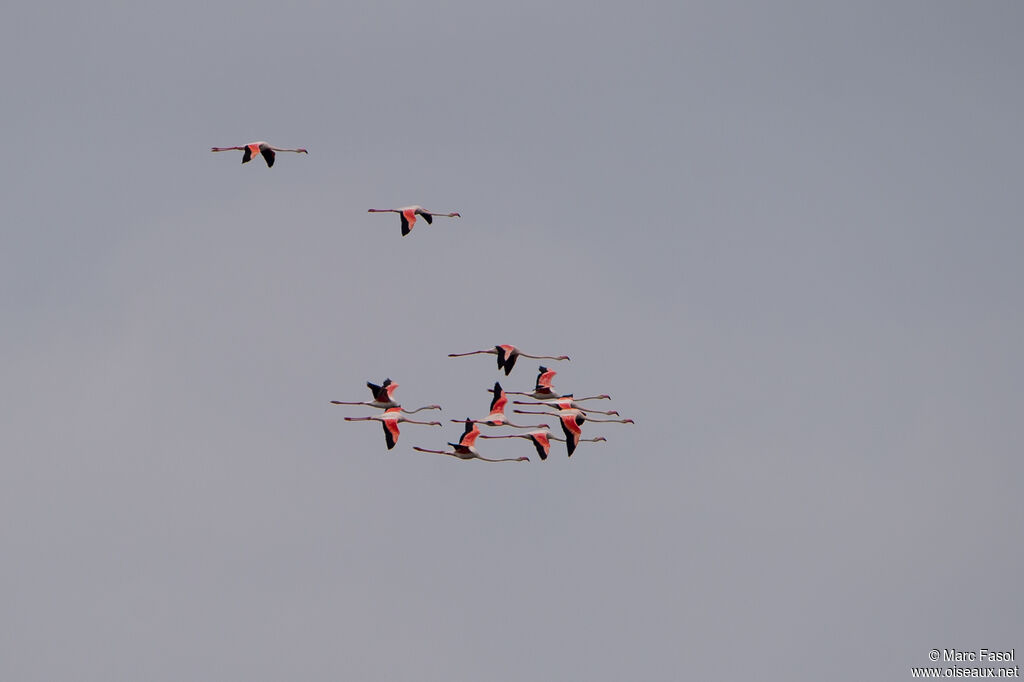 Flamant rose, Vol