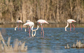 Greater Flamingo