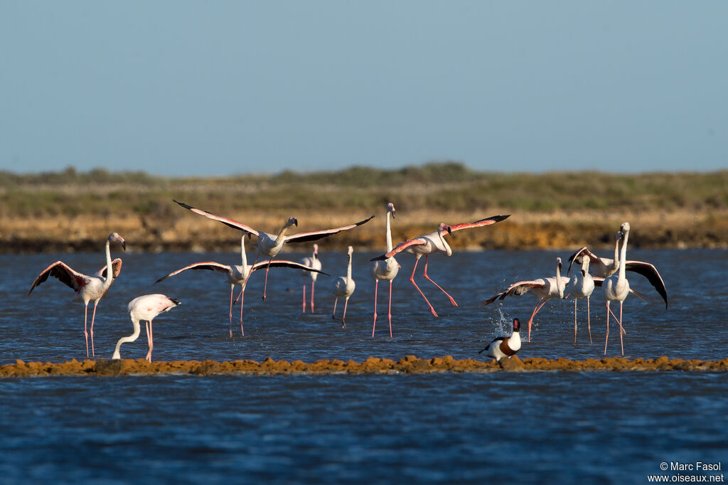 Greater Flamingo, Flight