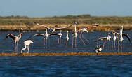 Flamant rose