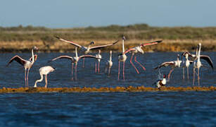 Greater Flamingo