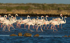 Flamant rose