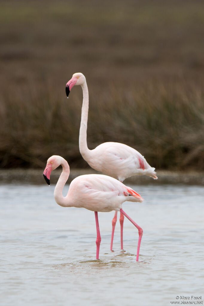 Greater Flamingoadult breeding, pigmentation