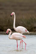 Greater Flamingo