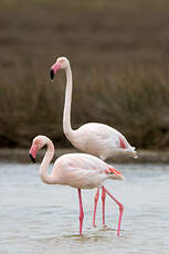 Flamant rose