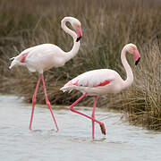 Greater Flamingo