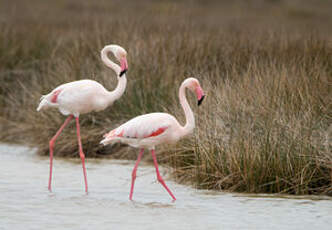 Flamant rose