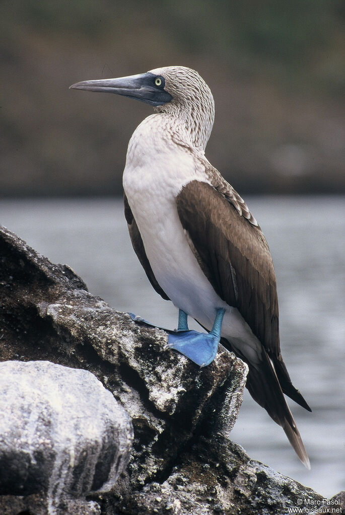 Blue-footed Boobyadult, identification