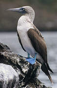 Blue-footed Booby