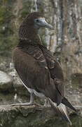 Blue-footed Booby