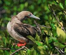 Fou à pieds rouges