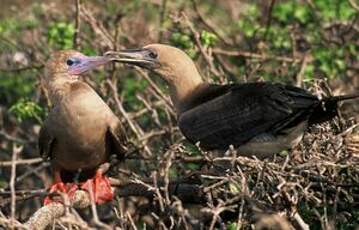 Fou à pieds rouges