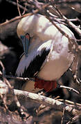 Red-footed Booby