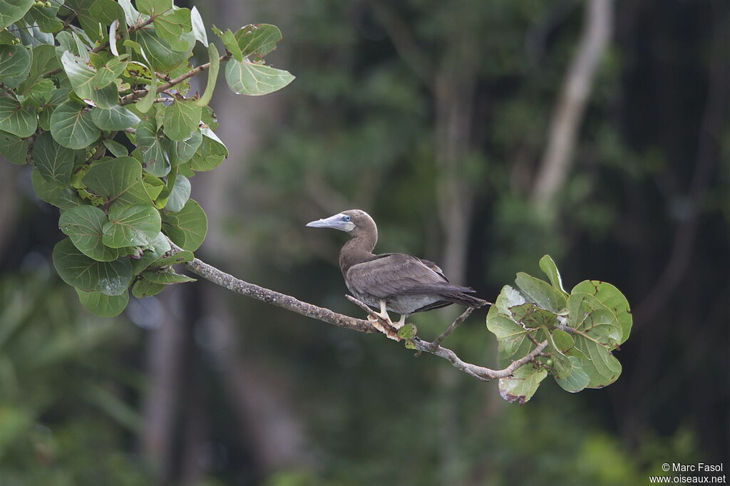 Brown Boobyimmature, identification