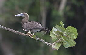 Brown Booby