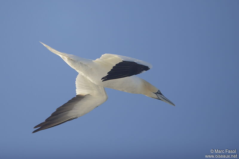 Northern Gannetadult post breeding, Flight