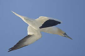 Northern Gannet