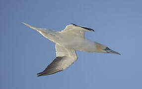 Northern Gannet