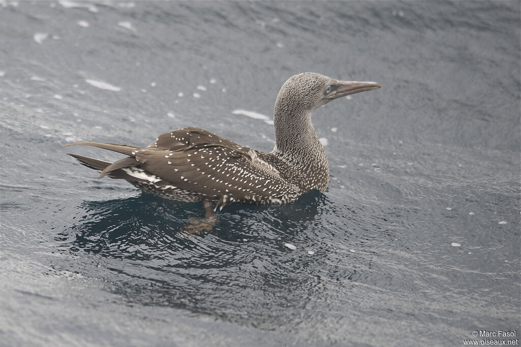 Fou de Bassanjuvénile, identification