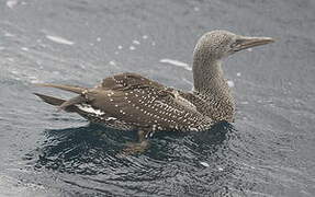 Northern Gannet