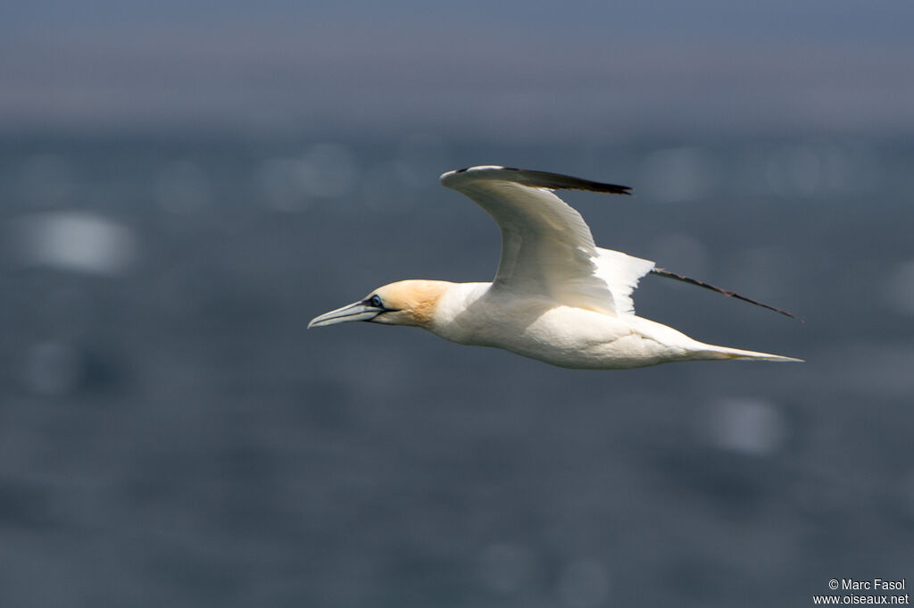 Fou de Bassanadulte, identification, Vol, pêche/chasse