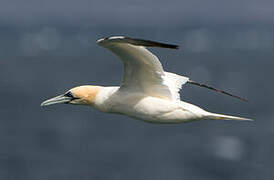 Northern Gannet